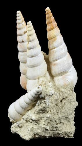 Fossil Gastropod (Haustator) Cluster - Damery, France #56382